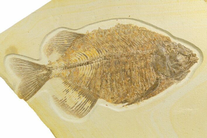 Fossil Fish (Phareodus) - Uncommon Species #327821